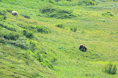Alaska, Two Bears in Denali National Park