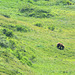 Alaska, Two Bears in Denali National Park