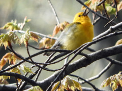 Day 4, Prothonotary Warbler, Point Pelee - ENDANGERED in Canada