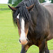 Shire horse 2