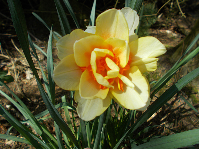 SoS[22] - Daffodils - {12 of 23}