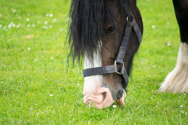 Shire horse 3