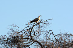 Namibia, Erindi Game Reserve, An Eagle (probably Aquila Rapax)