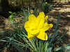 SoS[22] - Daffodils - {13 of 23}