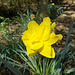 SoS[22] - Daffodils - {13 of 23}