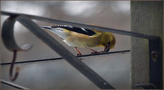 Goldfinch at the sunflower seeds
