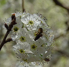 Bartlett Pear blossom with Bee & Ladybird