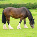 Shire horse 4