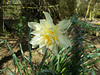 SoS[22] - Daffodils - {14 of 23}