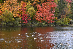 autumn colours and geese DSC 9115