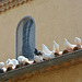 pigeons blancs, île de Porquerolles