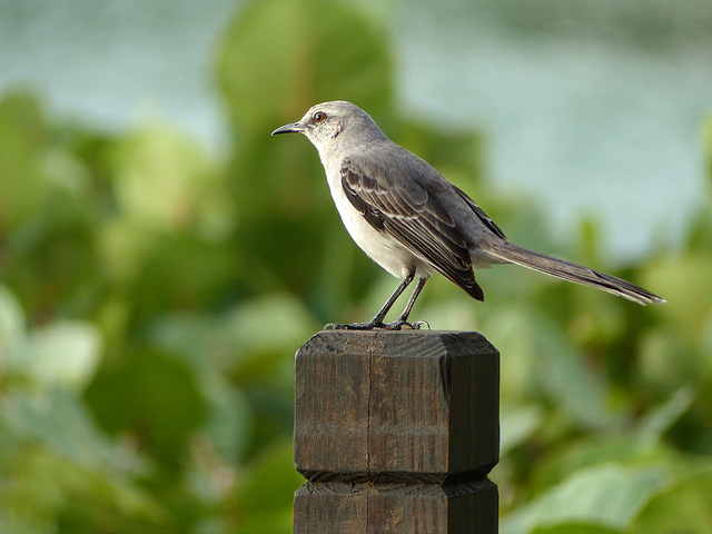 Tropical Mockingbird, Blue Waters Inn, Tobago