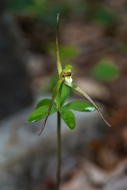 Isotria verticillata (Large Whorled Pogonia orchid)