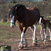 Shire horse and foal