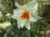 SoS[22] -Daffodils - {15 of 23}