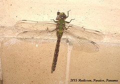 57 Dragonfly