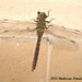 57 Dragonfly