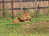 Two Lions two fences! HFF