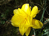 SoS[22] - Daffodils - {16 of 23}