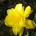 SoS[22] - Daffodils - {16 of 23}