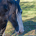 Shire horse close up (1)