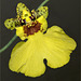 Yellow orchid blossom