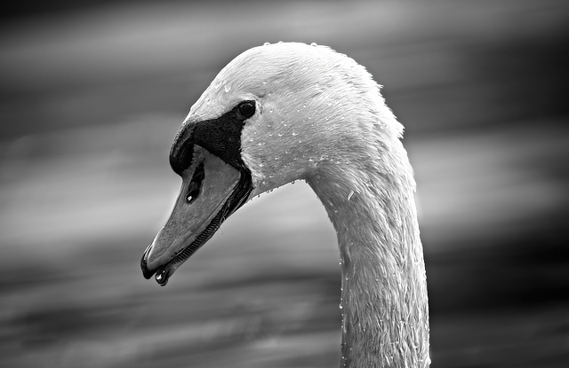Heute gib's mal den Schwan als Portrait in SW :))  Today we have the swan as a portrait in SW :)) Aujourd'hui nous avons le cygne comme portrait en SW :))