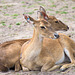 Brow antler deer (2)