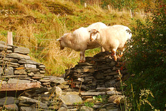 Sheep on the wall