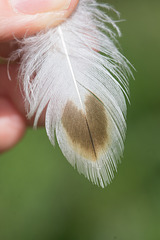 SH23: a feather
