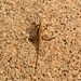 Namibia, African Lizard in the Spitzkoppe Mountains