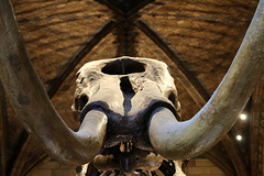 The mastodon (Explored)