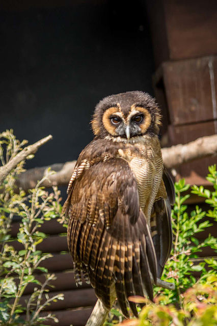 Brown wood owl.