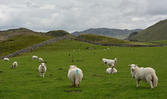 HWW ~ Welsh grazing sheep