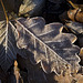 Frosty oak leaf