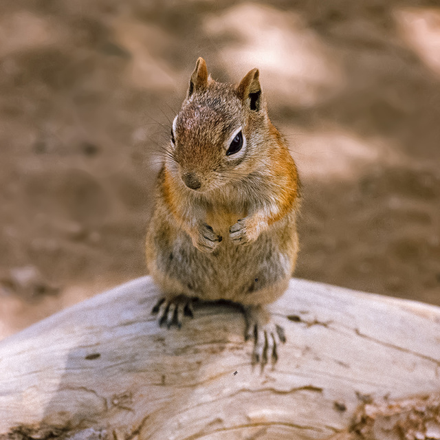 Bryce Canyon - Squirrel - 1986