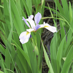 Iris laevegata