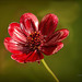 A chocolate cosmos bloom in the garden (2)