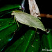 99 (Leaf Katydid 2) Orophus sps?