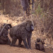 Olive Baboon family