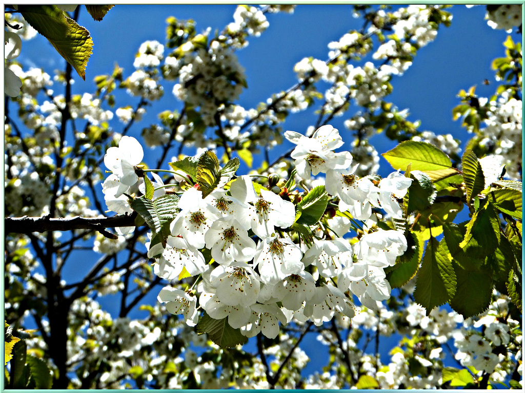 Kirschblüten. ©UdoSm