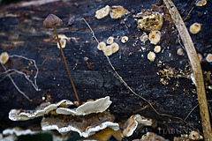 Assorted fungi