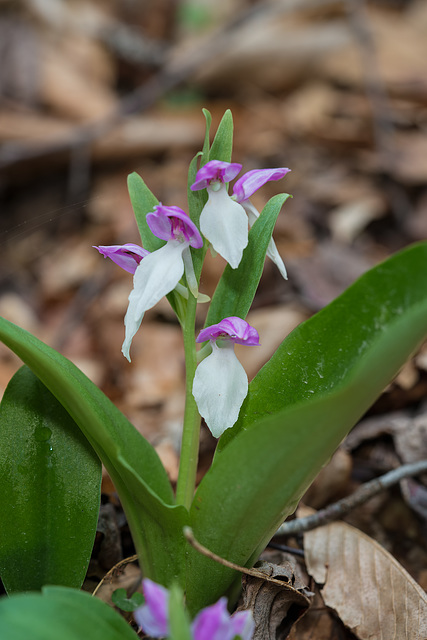 Galearis spectabilis (Showy orchisI