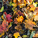 Autumn Leaves on the Ground (2)