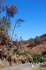 durch das Waldbrandgebiet oberhalb Calheta (© Buelipix)
