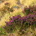 Here comes the heather