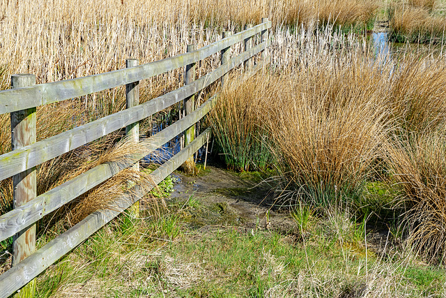 Wetland Fence