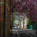 blossom in Jericho Street