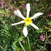 SoS[22] - Daffodils - {18 of 23}