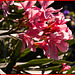 Nerium Oleander en la tapia de una finca + (1 nota)